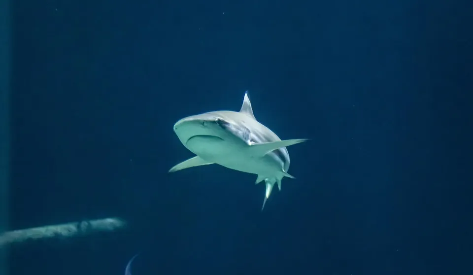 athena blueshark